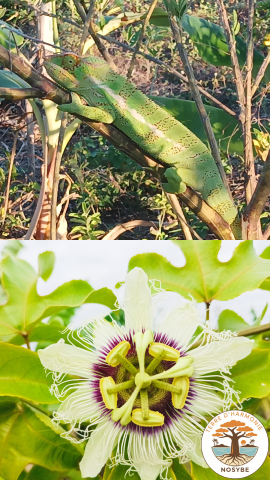 coaching régénératif 3 (270x480)