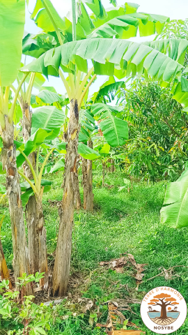 coaching régénératif 4 (270x480)