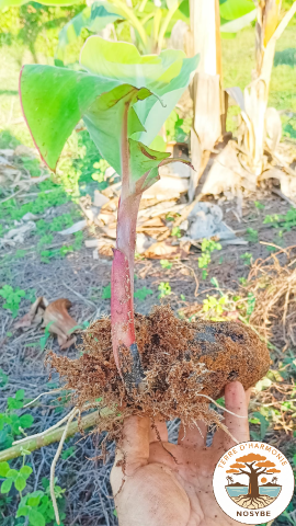 coaching régénératif 5 (270x480)