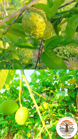 coaching régénératif 6 (270x480)